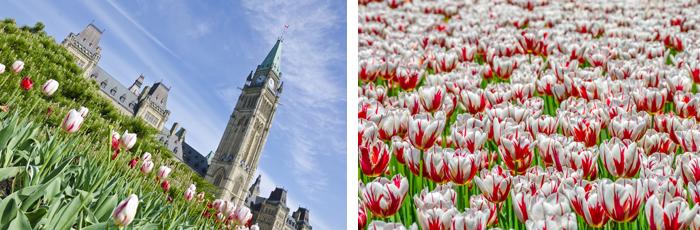 Annual Tulip Festival, Ottawa