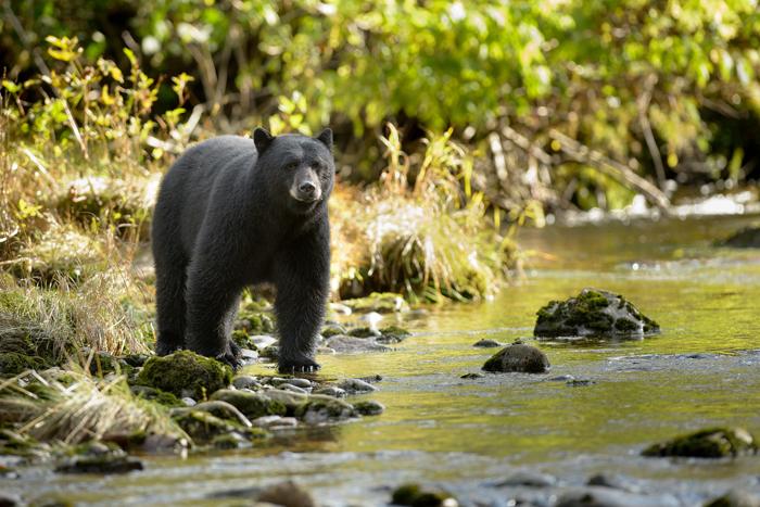 Black bear on Vancouver Island